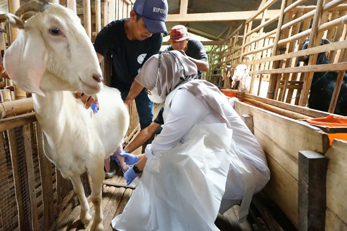 Bupati Banyuwangi ipuk Fiestiandani memeras susu kambing etawa. (Istimewa)