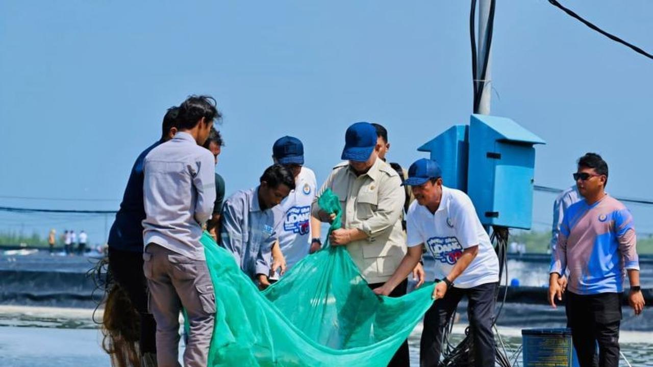 Prabowo Apresiasi Panen Udang Kebumen, Potensi Ekonomi Rp2,8 Miliar per Hektare