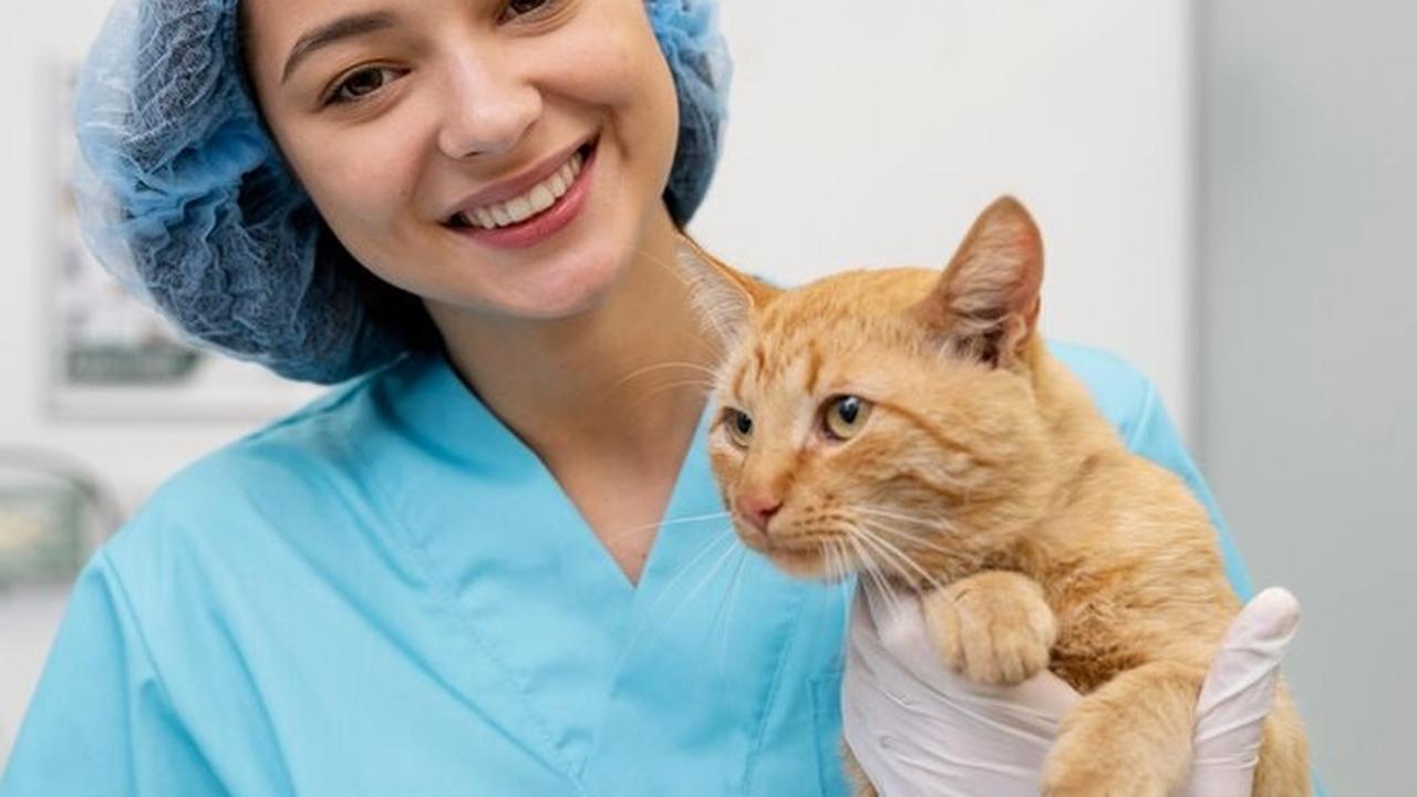 Pasca operasi sterilisasi, kucing membutuhkan waktu pemulihan sekitar 14 hari sebelum dapat kembali ke aktivitas normalnya.