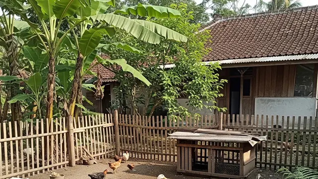 Ternak Bebek 10 Ekor untuk Pemula di Desa, Tips Lengkap Meraup Cuan