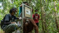 Dua Orangutan Pulang ke Taman Nasional Tanjung Puting, Menhut Tegaskan Komitmen Pelestarian Hutan