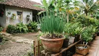 10 Cara Menanam Daun Bawang Welsh dari Rumpun di Pot Terpisah, Pemula Bisa Panen