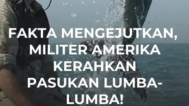 Fakta Mengejutkan, Militer Amerika Kerahkan Pasukan Lumba-Lumba!