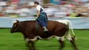 Seorang petani, Marlis Kergl memacu sapinya bernama Seppi saat ikut ambil bagian dalam lomba balapan sapi tradisional di Desa Bavarian, dekat Danau Starnberg, Jerman, Minggu (28/8). (AP Photo/Matthias Schrader)