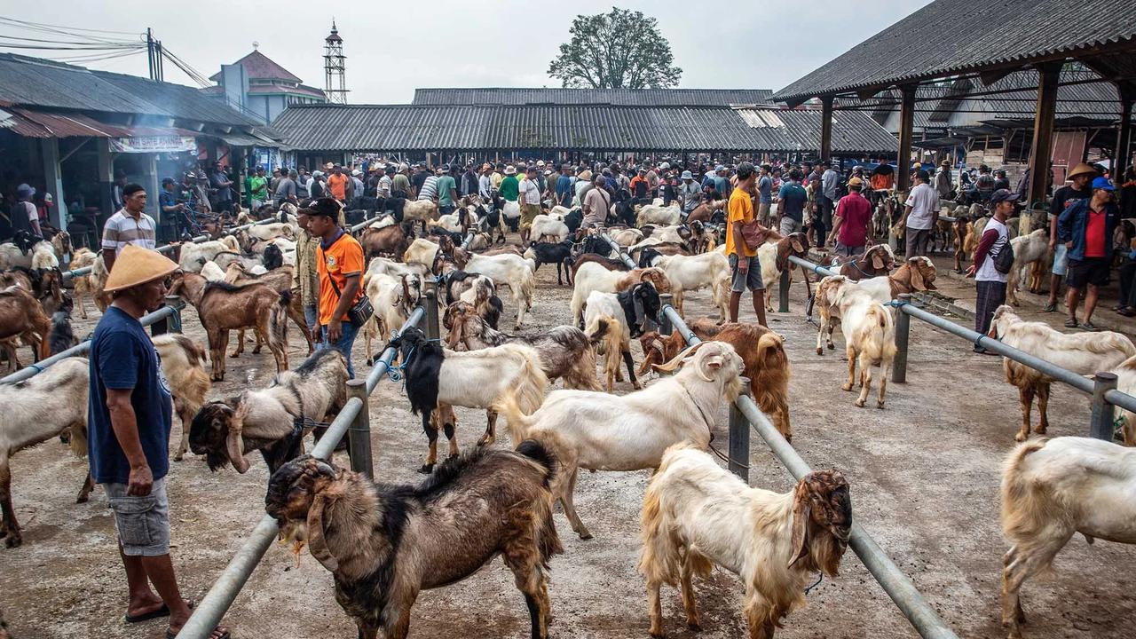 FOTO: Pasar Hewan Ternak Ambarawa Ramai Jelang Idul Adha