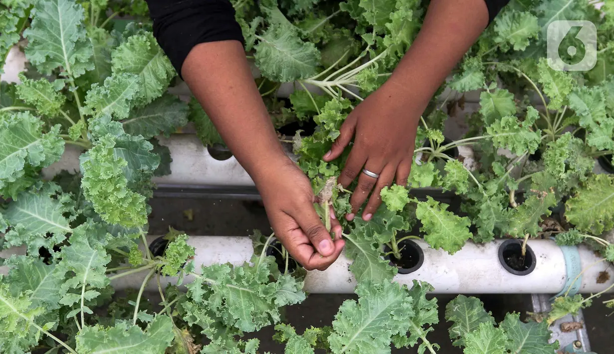 Edufarm Malakasari merupakan program smart farming dengan pengolahan pertanian kota atau urban farming dari hulu ke hilir. (Liputan6.com/Herman Zakharia)