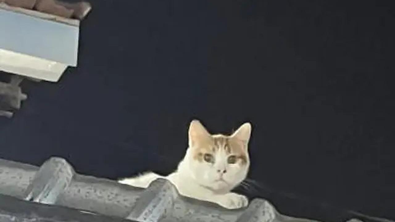 6 Potret Kucing Nyantai di Atap Rumah, Sering Dikira Hilang karena Tak Pulang
