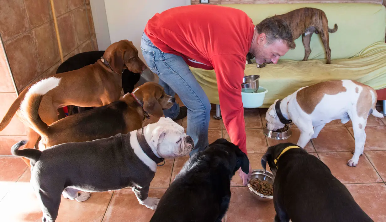 Pemilik Dog Hotel Paradiso, Pino Puglisi memberi makan anjing-anjing yang menjadi tamunya di Ludwigsburg, Jerman, 13 Oktober. Selain memberi makan, pemilik hotel khusus anjing ini juga mengajak para tamunya jalan-jalan pagi. (THOMAS KIENZLE/AFP)