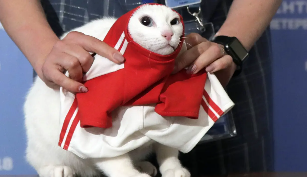Seorang relawan memasangkan jersey untuk Achilles saat meramal laga antara Rusia kontra Arab Saudi di Saint Petersburg, Rusia, Rabu (13/6/2018). Kucing putih dan tuli ini menjadi hewan peramal resmi di Piala Dunia 2018. (AP/Dmitri Lovetsky)