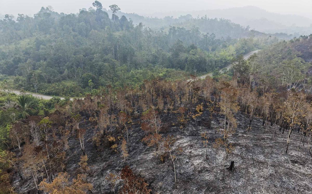 Kebakaran Hutan Terus Meluas di Kalimantan Barat