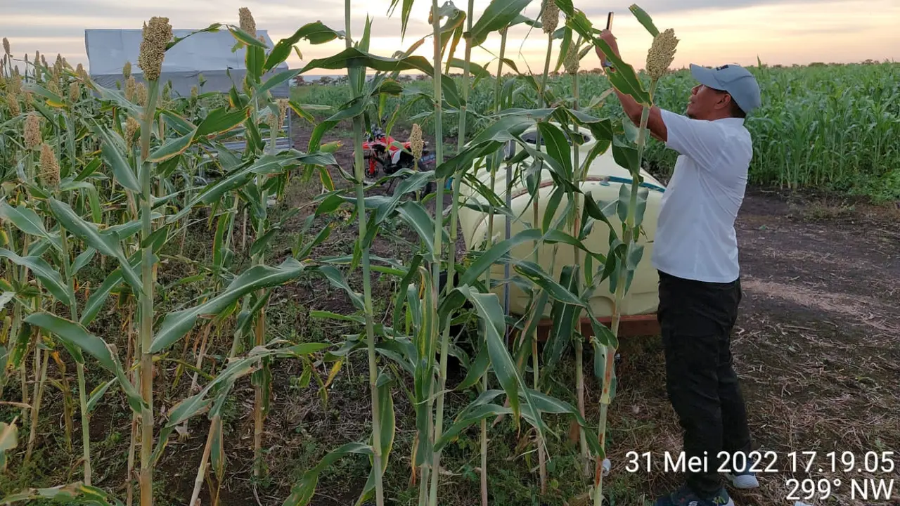 Petani Shorgum.