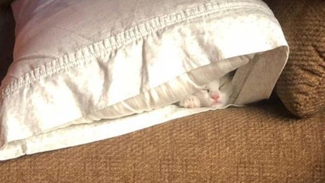 8 Potret Ini Buktikan Kucing Bisa Tidur di Mana Saja