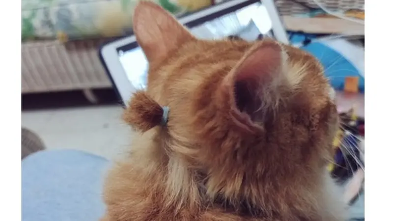 6 Foto Lucu Kucing dengan Rambut Dikuncir Ini Bikin Gemas