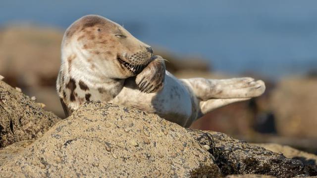 6 Kelakuan Lucu Hewan Ini Bak Tirukan Manusia, Ada yang Lagi Gibah