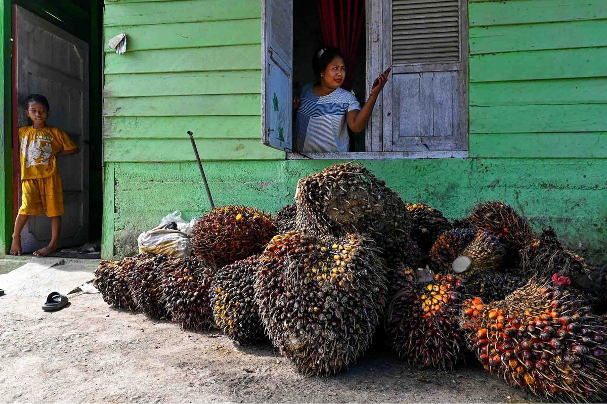 FOTO: Melihat Perkebunan Kelapa Sawit Rakyat Terbesar di Provinsi Aceh