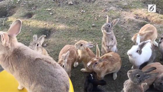 Pabrik Senjata Kimia Diubah Menjadi Pulau Kelinci