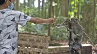 Manajer Operasional Objek Wisata Sangeh Monkey Forest, Made Mohon memberi makan kera dengan kacang sumbangan di Sangeh, Bali, pada 1 September 2021. Sepinya turis di Bali selama pandemi membuat kawanan monyet di Sangeh Monkey Forest kelaparan dan mulai mendatangi pemukiman. (AP/Firdia Lisnawati)