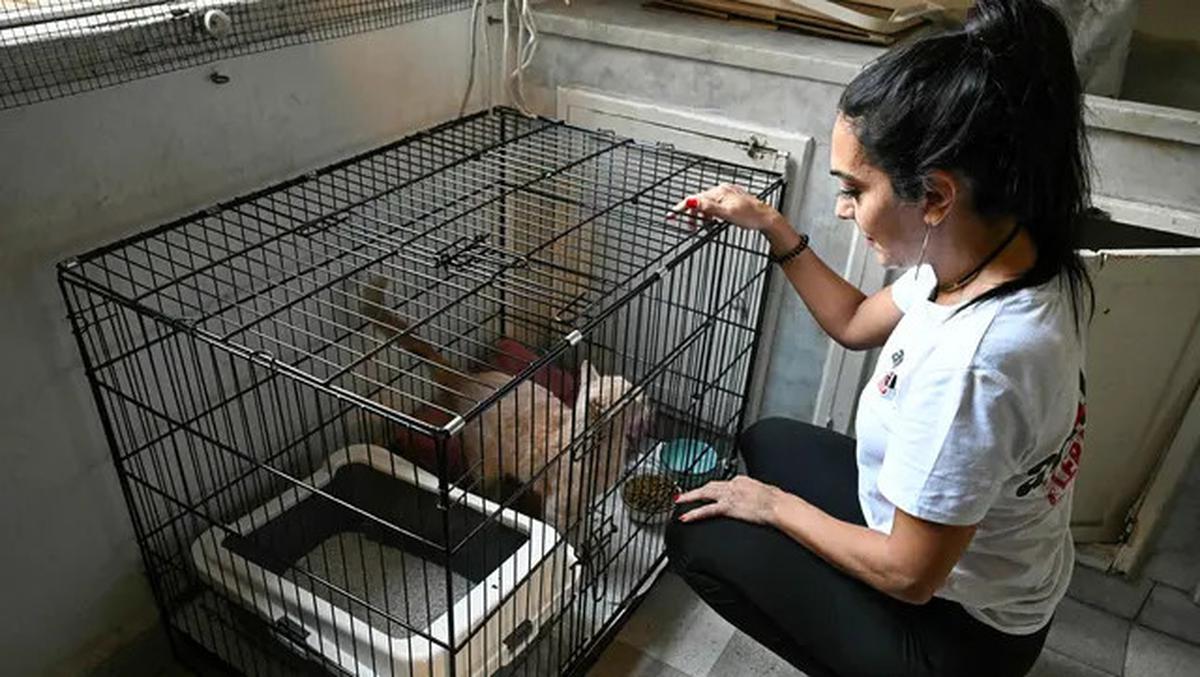 Misi Penyelamatan Kucing Terlantar di Lebanon