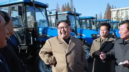 Foto yang dirilis kantor berita KCNA Pemimpin Korut, Kim Jong-un meninjau traktor buatan Kumsong Tractor Factory (15/11). Selain mengunjungi pabrik traktor, Kim Jong-un melakukan tur di bidang ekonomi beberapa pekan terakhir. (AFP Photo/Kcna Via Kns/Str)