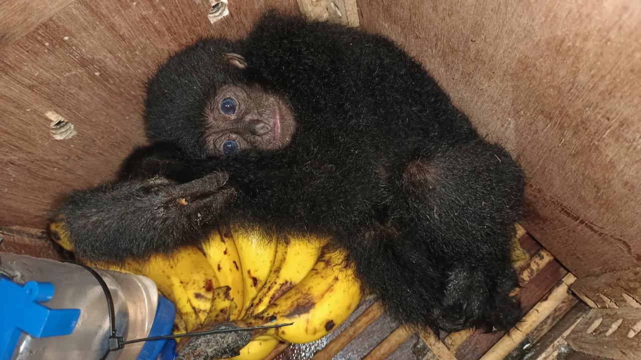 Satwa langka yang diamankan di Pelabuhan Manado.