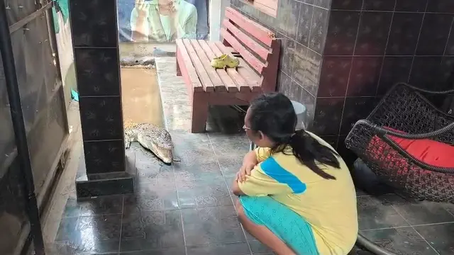 Buaya Peliharaan 2 Meter Berkeliaran di Teras Rumah Warga Bandar Lampung, Akhirnya Diamankan