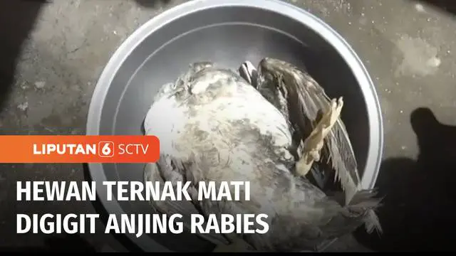 Rabies atau penyakit anjing gila meresahkan warga Passo, Ambon, Maluku. Sejumlah hewan ternak mereka mati setelah digigit anjing rabies.