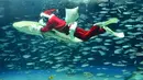 Seorang penyelam mengenakan kostum Sinterklas memegang seekor ikan saat berenang di Akuarium Sunshine, Tokyo, Kamis (12/11). Untuk menarik pengunjung, tempat tersebut mengadakan pertunjukkan spesial natal hingga 25 Desember mendatang. (AFP/Kazuhiro Nogi)