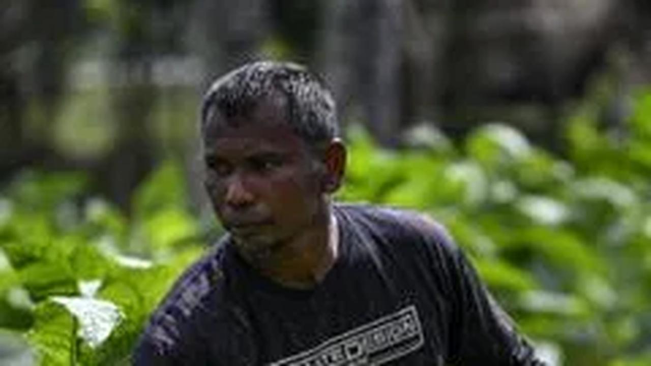 Hasil Panen Melimpah dan Kualitas Tembakau Indonesia Makin Baik, Ternyata Ini Kuncinya