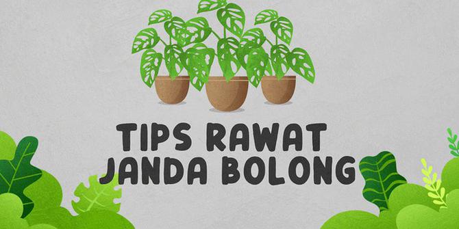 VIDEOGRAFIS: Tips Rawat Janda Bolong