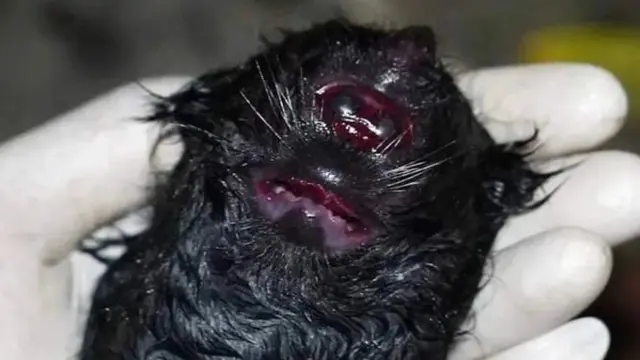 Bayi binturong yang lahir spesial milik Irfan Hakim