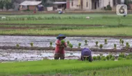 Nilai Tukar Petani Naik 0,15% pada Juli 2026, Biaya Produksi Turun