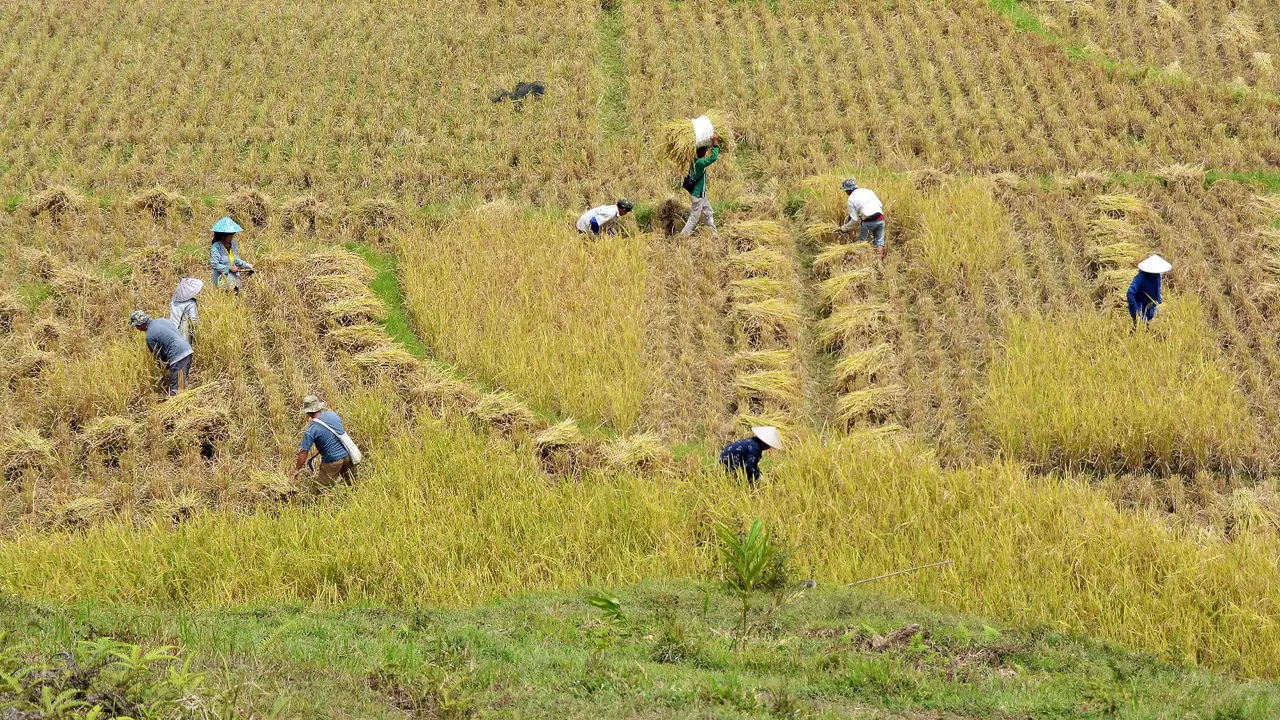 Sejumlah petani sedang memanen padi di wilayah Lalang, Nagari Pagadih, Agam, Sumatera Barat, Kamis 1/5/2025 (Foto:  Syahrul Rahmat)