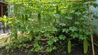 9 Cara Menanam Sayur Pare untuk Hasil Optimal di Lahan Terbatas, Berbuah Lebat dan Cepat Panen