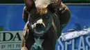 Seekor anjing bernama Nanook mengejar mainannya saat mengikuti kompetisi Splash Dogs di Costa Mesa, California (28/4). Dalam kompetisi ini para anjing menunjukkan ketangkasannya. (AFP/Mark Ralston)