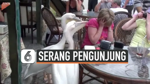 Dua ekor burung pelikan masuk ke sebuah restoran di Turki. Mereka bertingkah usil dengan menyerang seorang pengunjung yang tengah bersantai di restoran.