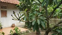 7 Ciri Pohon Alpukat Siap Berbuah, Jangan Salah Rawat agar Bunga Tak Rontok