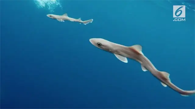 Seorang peneliti mencoba melihat pergerakan hiu saat pertama kali berenang di laut lepas.