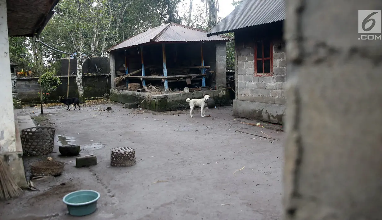 Dua ekor anjing berkeliaran di sekitar rumah yang ditinggal mengungsi oleh pemiliknya di Desa Sebudi, Karangasem, Bali, Senin (4/12). Seperti diketahui, Desa Sebudi berada di kawasan rawan bencana III Gunung Agung. (Liputan6.com/Immanuel Antonius)