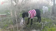 Pemandangan unik terjadi di tempat perlindungan hewan di Israel. Tampak sejumlah kucing dan domba bermain bersama. 