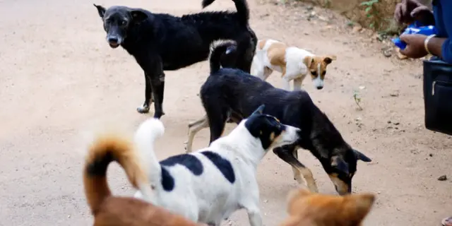 Serangan Anjing Tewaskan Pengelola Tempat Penitipan di Hong Kong