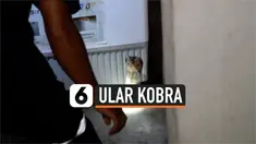 ular kobra1