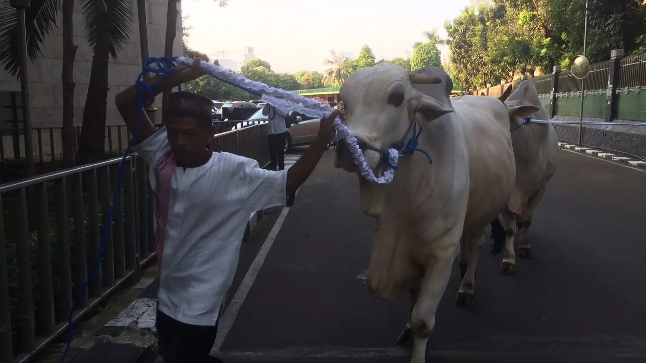 Presiden Jokowi tetap mengirimkan seekor sapi untuk qurban ke Masjid Istiqlal