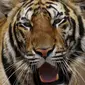 Ilustrasi harimau. (Reuters)