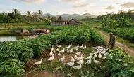 Cara Menggabungkan Ternak Entok dan Kebun Singkong agar Lebih Hemat Pakan