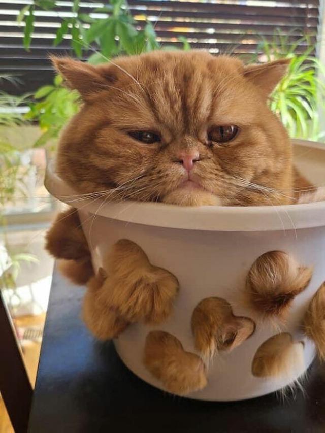 10 Potret Menggemaskan Kucing Tidur di Tempat Tak Biasa