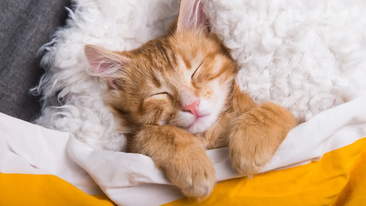 Cat Burrito, Teknik Membungkus Kucing yang Aman dan Bebas Stres