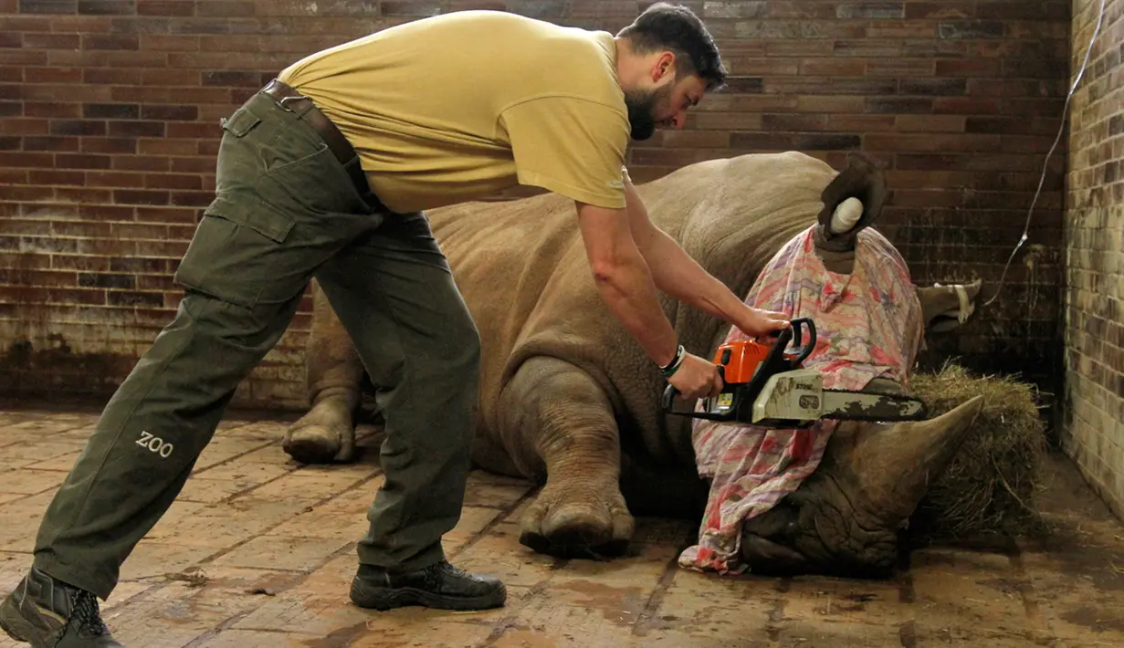 Petugas bersiap memotong cula badak putih bernama Pamir di kebun binatang Dvur Kralove, Ceko, 20 Maret 2017. Kebun binatang ini memotong cula 21 ekor badak koleksinya agar tak menjadi incaran pemburu cula. (Simona Jirickova/Zoo Dvur Kralove via AP)