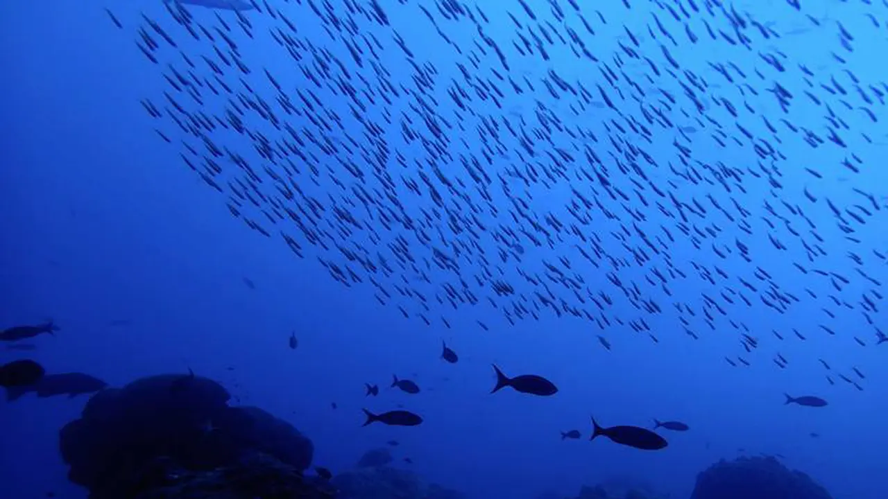 Ikan di Laut