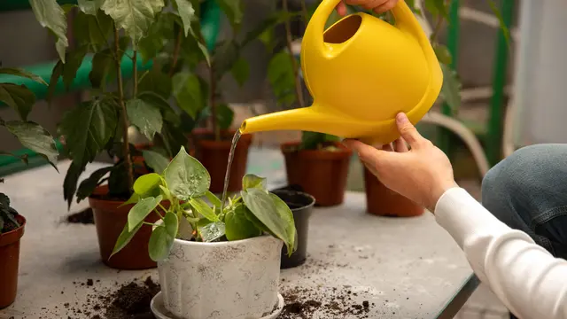 Watering Plant