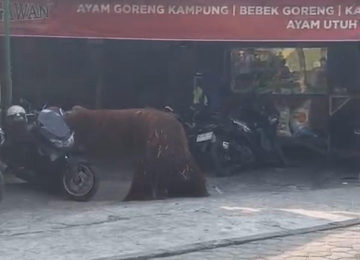 Orang Utan Solo Safari Kabur dari Kandang